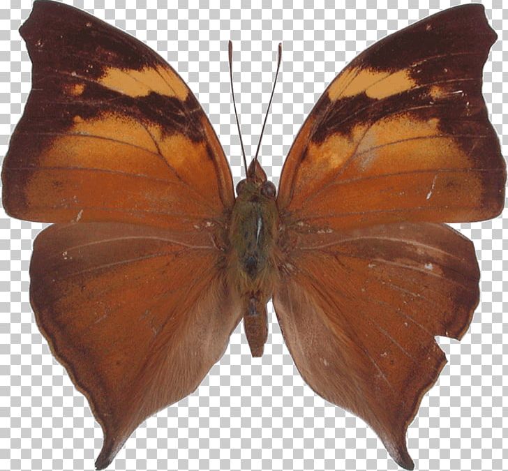 Butterfly Pieridae Orange Oakleaf Gossamer-winged Butterflies Moth PNG, Clipart, Arthropod, Autumn, Autumn Leaf, Bouquet, Brush Footed Butterfly Free PNG Download