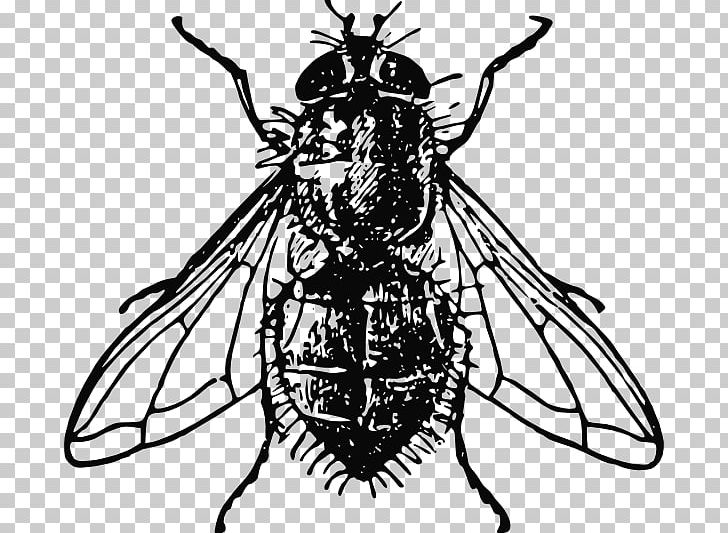 Housefly PNG, Clipart, Arthropod, Artwork, Black And White, Chlorops Pumilionis, Download Free PNG Download