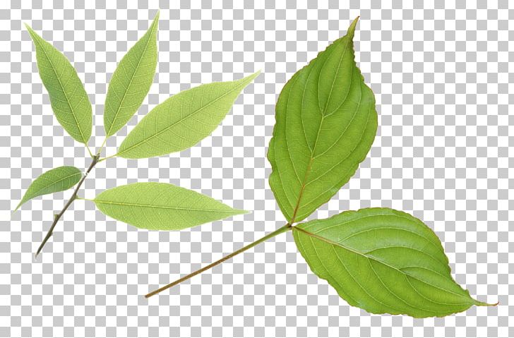 Leaf PNG, Clipart, Branch, Computer Icons, Digital Image, Download, Free Free PNG Download