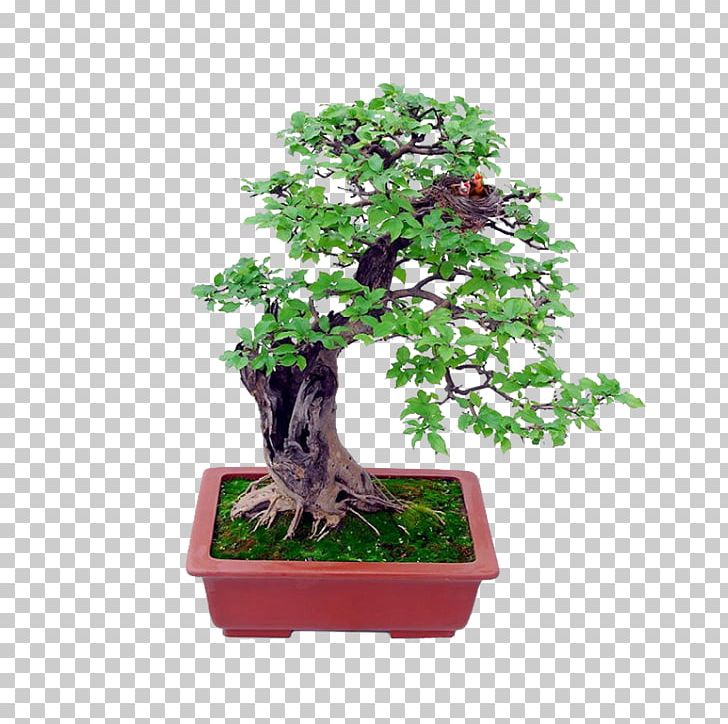 Bonsai Basics Beginning Bonsai: The Gentle Art Of Miniature Tree Growing Indoor Bonsai PNG, Clipart, Agriculture, Big Picture, Bonsai Vector, Download Vector, Flowerpot Free PNG Download