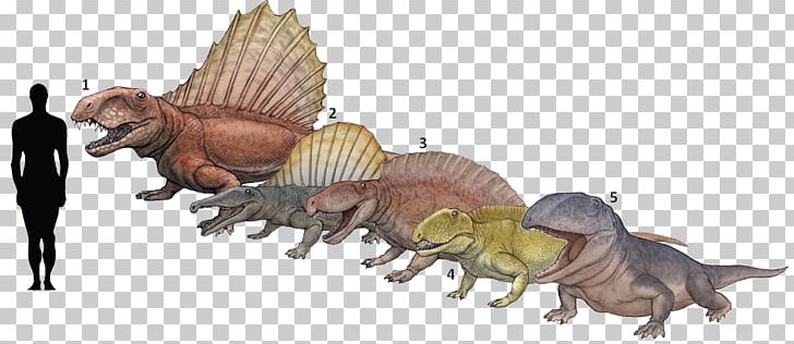 Ctenospondylus Dimetrodon Tyrannosaurus Ophiacodon Secodontosaurus PNG, Clipart, Animal, Animal Figure, Borealis, Cacops, Ctenospondylus Free PNG Download