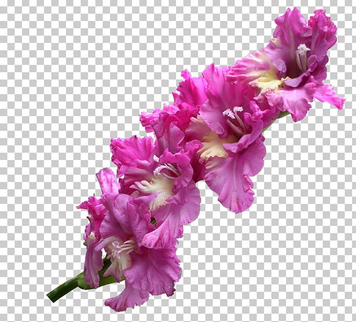 Gladiolus Flower PNG, Clipart, Artificial Flower, Color, Cut Flowers, Download, Floral Design Free PNG Download