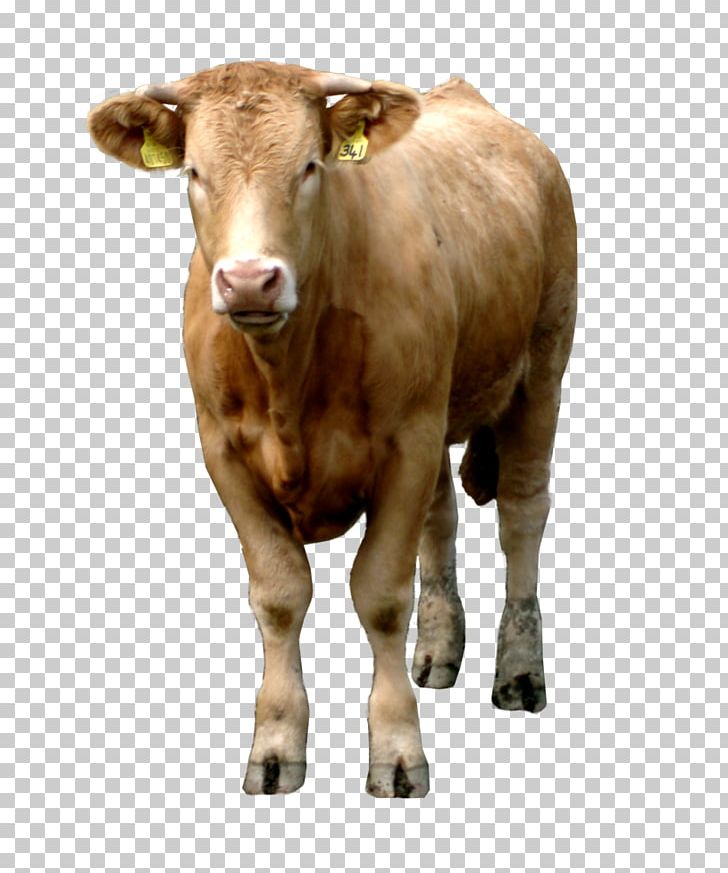 Highland Cattle Livestock PNG, Clipart, Animals, Bull, Calf, Cattle, Cattle Like Mammal Free PNG Download