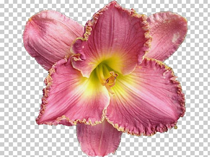 Petal Cut Flowers Pink M PNG, Clipart, Chai, Cut Flowers, Daylily, Flower, Flowers Free PNG Download