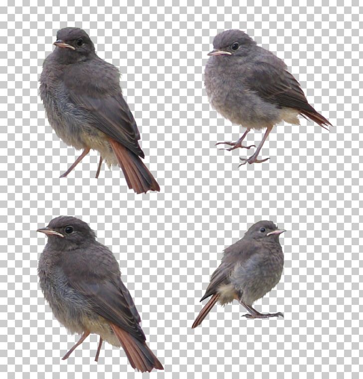 Bird Flight PNG, Clipart, Animals, Beak, Bird, Birds, Desktop Wallpaper Free PNG Download