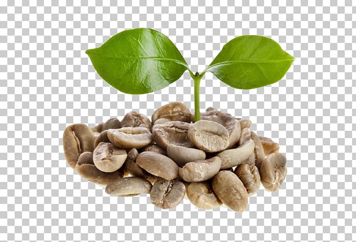 Green Coffee Extract Coffee Bean Espresso Dry Roasting PNG, Clipart, Appetite, Bean, Coffee, Coffee Bean, Commodity Free PNG Download