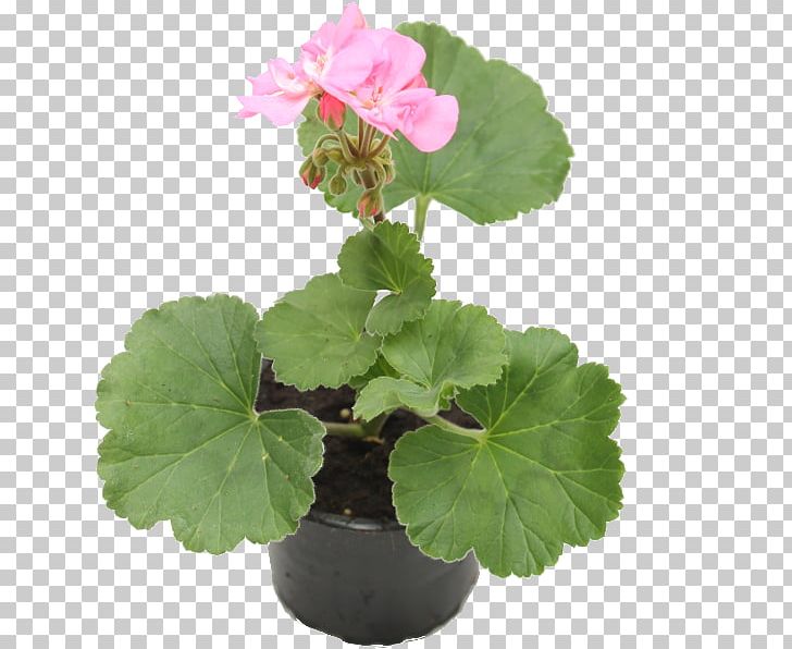 Pelargonium Zonale Ivy Geranium Sweet Scented Geranium Annual Plant PNG, Clipart, Annual Plant, Balcony, Flower, Flowering Plant, Flowerpot Free PNG Download