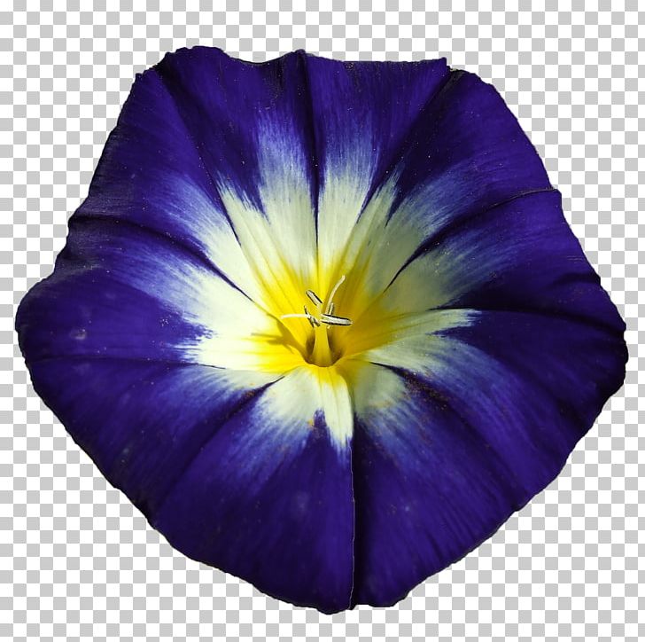 Blue Flower Purple Violet Ipomoea Nil PNG, Clipart, Beach Moonflower, Blue, Blue Flower, Flower, Flower Blue Free PNG Download