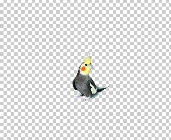 Cockatiel Parrot Parrot Bird Budgerigar PNG, Clipart, Animal, Animals, Beak, Cacatua Nimfa, Crest Free PNG Download