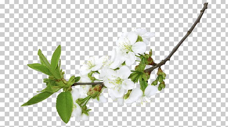 Flower Branch Blossom PNG, Clipart, Blossom, Branch, Cherry Blossom, Cut Flowers, Desktop Wallpaper Free PNG Download