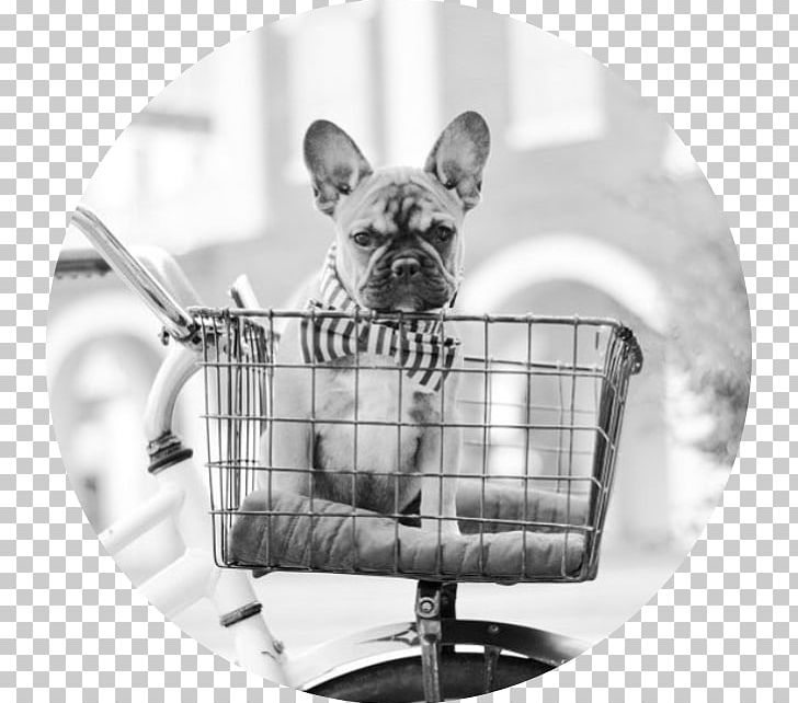 French Bulldog Dog Breed Puppy Pug PNG, Clipart, American Kennel Club, Animal, Animals, Animal Shelter, Black And White Free PNG Download