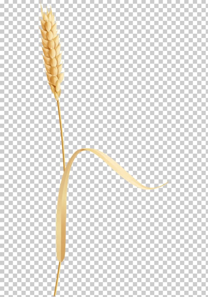 Grasses Commodity Flower Plant Stem PNG, Clipart, Commodity, Flower, Flowering Plant, Grasses, Grass Family Free PNG Download