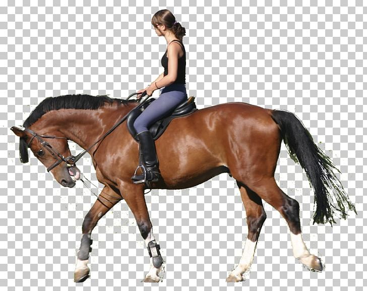 Colorado Ranger Pony Equestrian Splint Boots Stable PNG, Clipart, Animals, Animal Training, Bit, Bridle, Canter And Gallop Free PNG Download
