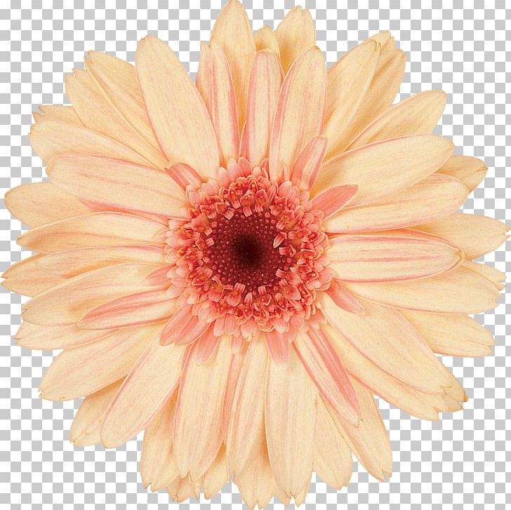 Daisy Family Transvaal Daisy Cut Flowers PNG, Clipart, Advertising, Asterales, Bright, Chrysanthemum, Chrysanths Free PNG Download