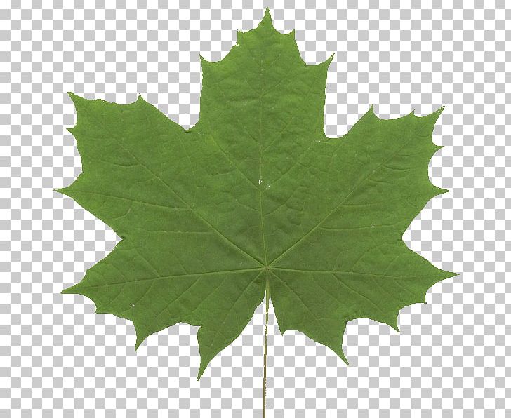 Maple Leaf Green Grape Leaves Symmetry PNG, Clipart, Grape Leaves, Grapevines, Green, Leaf, Maple Free PNG Download