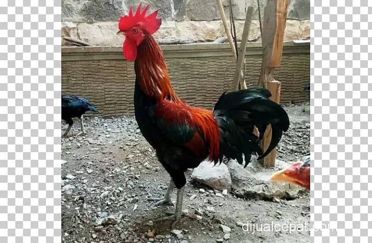 Rooster Ayam Pelung Chicken Nganjuk Regency Animal PNG, Clipart, Advertising, Animal, Ayam Pelung, Beak, Bird Free PNG Download