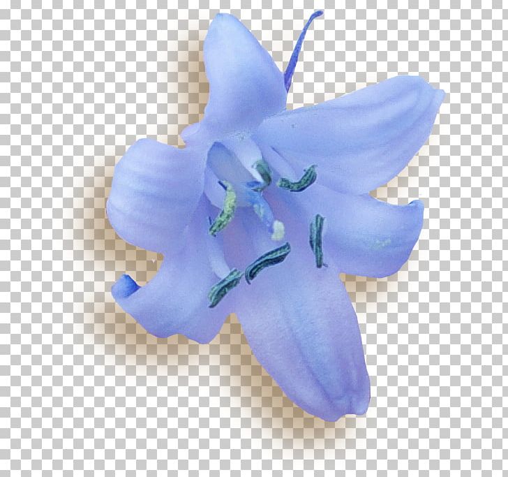 Bellflower Moth Orchids Lily M PNG, Clipart, Bellflower, Bellflower Family, Blue, Flower, Flowering Plant Free PNG Download