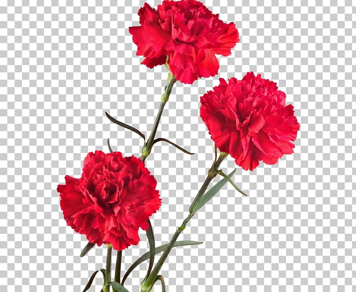 Carnation Cut Flowers Plant Stem Petal PNG, Clipart, 2017, Annual Plant, Carnation, Caryophyllales, Cut Flowers Free PNG Download