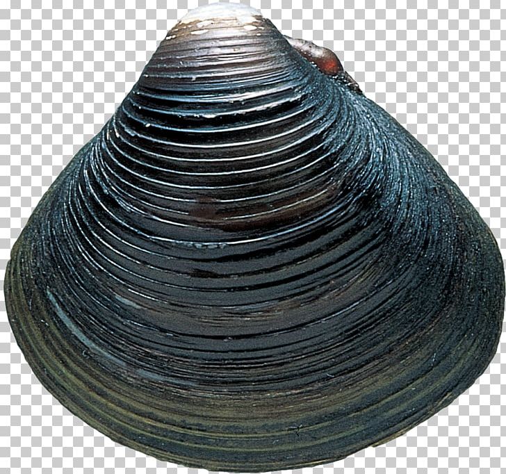 Cockle Seashell Clam Veneroida PNG, Clipart, Animals, Artifact, Clam, Clams Oysters Mussels And Scallops, Cockle Free PNG Download