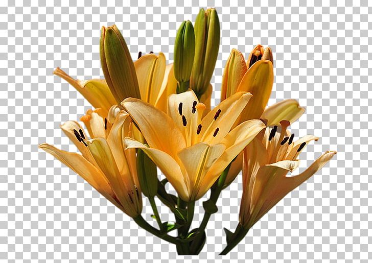 Lilium Flower Yellow PNG, Clipart, Blog, Cicek, Cicekler, Copyright, Cut Flowers Free PNG Download