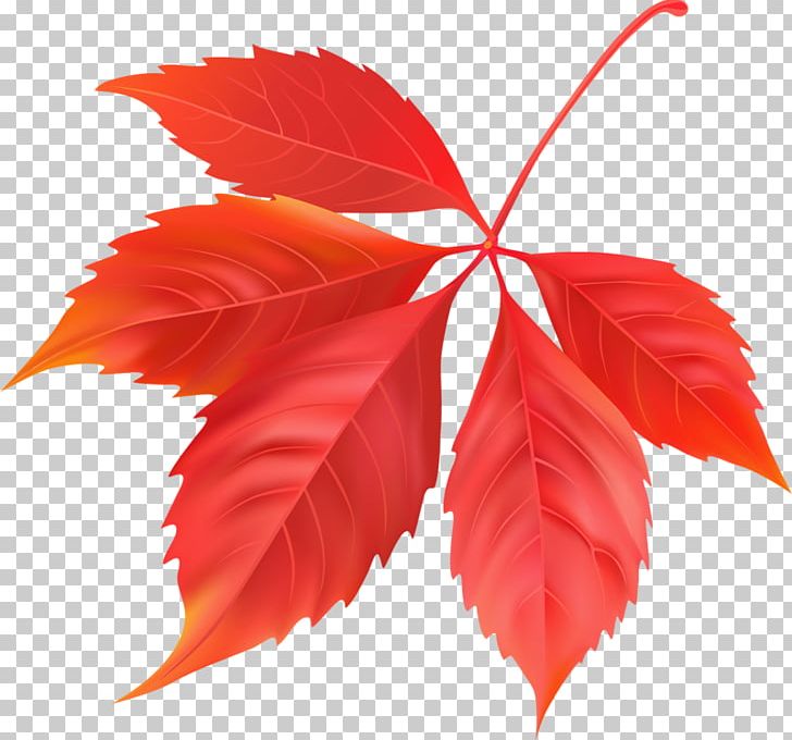 Maple Leaf Canada PNG, Clipart, Autumn, Autumn Leaf Color, Canada, Deciduous, Defoliation Free PNG Download
