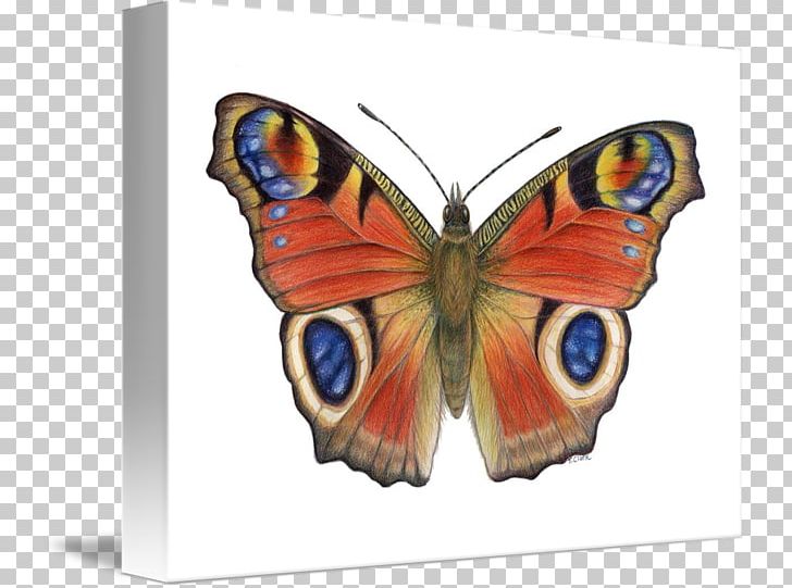 Monarch Butterfly Insect Aglais Io Nymphalidae PNG, Clipart, Aglais, Aglais Io, Animal, Arthropod, Brush Footed Butterfly Free PNG Download