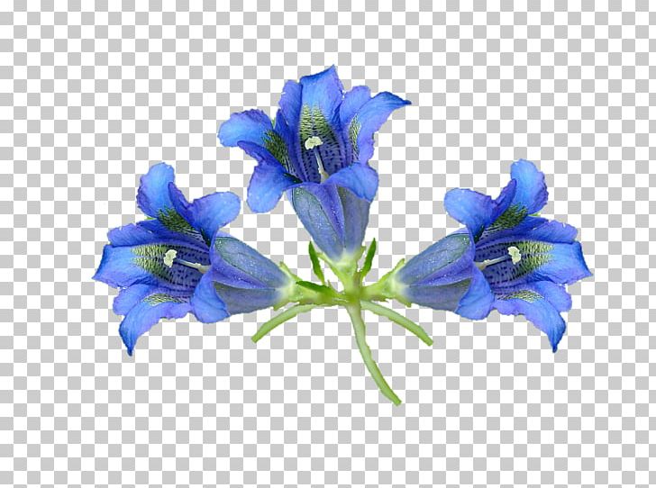 Bellflower Cut Flowers Gentians PNG, Clipart, Bellflower, Bellflower Family, Blue, Cut Flowers, Flower Free PNG Download