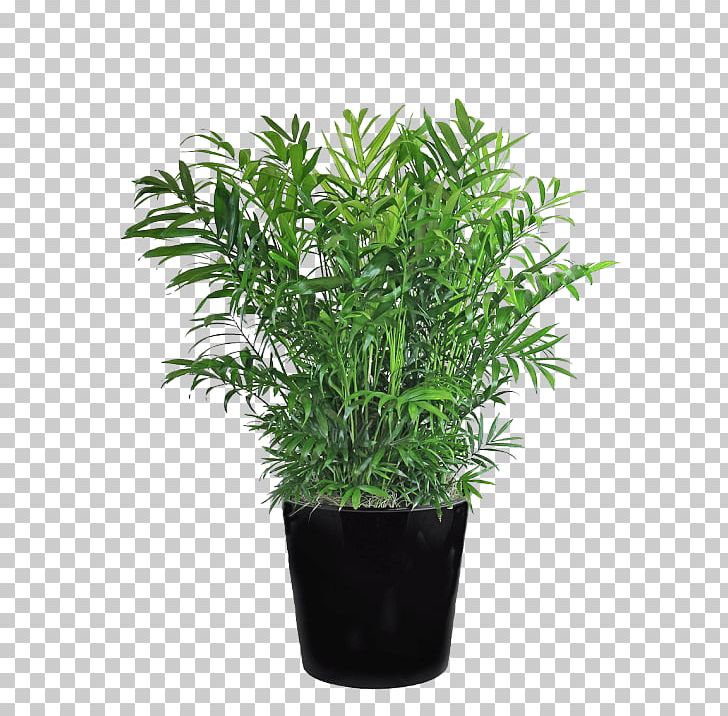 Chamaedorea Elegans Arecaceae Schefflera Arboricola Shrub Houseplant PNG, Clipart, Arecaceae, Bar Stool, Bella, Chamaedorea, Chamaedorea Elegans Free PNG Download