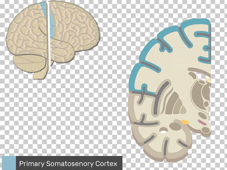 Multipolar Neuron Central Nervous System Brain PNG, Clipart, Anatomy, Bone, Brain, Central Nervous System, Function Free PNG Download