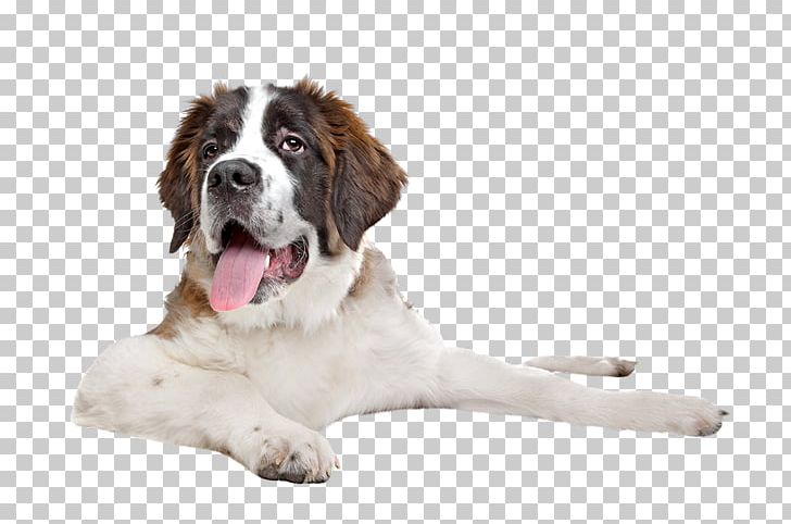 St. Bernard Puppy Great Dane English Mastiff Stock Photography PNG, Clipart, Animal, Animals, Breed, Companion Dog, Dog Free PNG Download