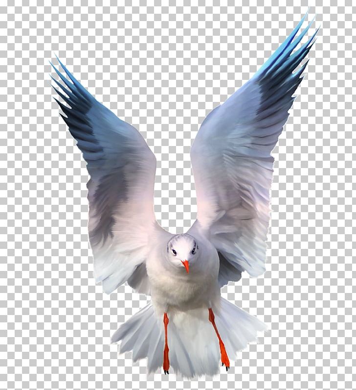 Bird Columbidae FreePal Beak PNG, Clipart, Android, Animals, Beak, Bird, Bird Of Prey Free PNG Download