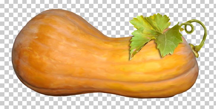 Butternut Squash Calabaza Cucurbita Maxima Gourd Vegetable PNG, Clipart, Cucumber Gourd And Melon Family, Cucurbita, Drawing, Food, Free Free PNG Download