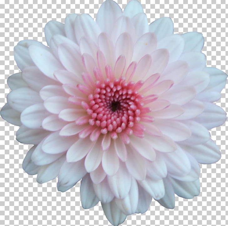 Chrysanthemum Flower Transvaal Daisy PNG, Clipart, Asterales, Chrysanthemum, Chrysanths, Cut Flowers, Dahlia Free PNG Download