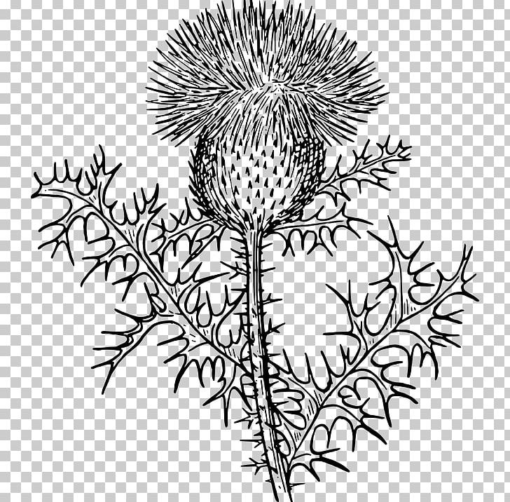 Musk Thistle Scotland PNG, Clipart, Artwork, Black And White, Botany, Branch, Echinops Free PNG Download