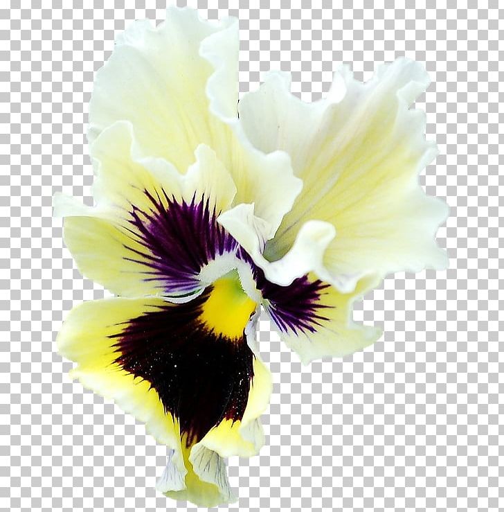 Pansy Close-up PNG, Clipart, Closeup, Fine, Flower, Flowering Plant, Iris Free PNG Download