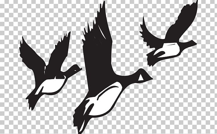 Canada Goose Bird Migration PNG, Clipart, Animal Migration, Beak, Bird, Bird Flight, Bird Of Prey Free PNG Download