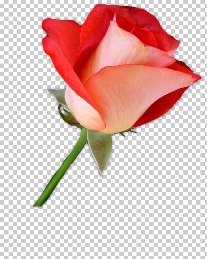 Flower Drawing PNG, Clipart, Bud, China Rose, Closeup, Color, Cut Flowers Free PNG Download