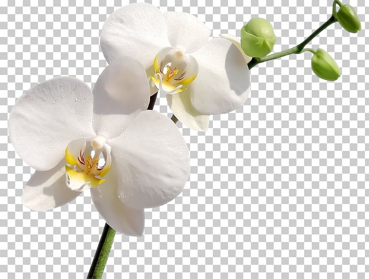 Orchids Flower Ciceksepeti.com PNG, Clipart, Blossom, Branch, Ciceksepeticom, Clip Art, Com Free PNG Download