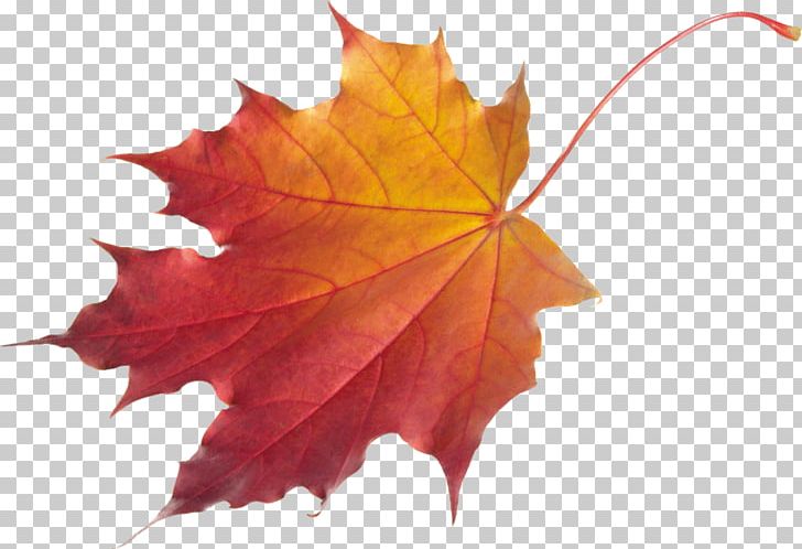 Autumn Leaf Color PNG, Clipart, Alpha Compositing, Autumn, Autumn Leaf Color, Autumn Leaves, Autumn Png Leaf Free PNG Download