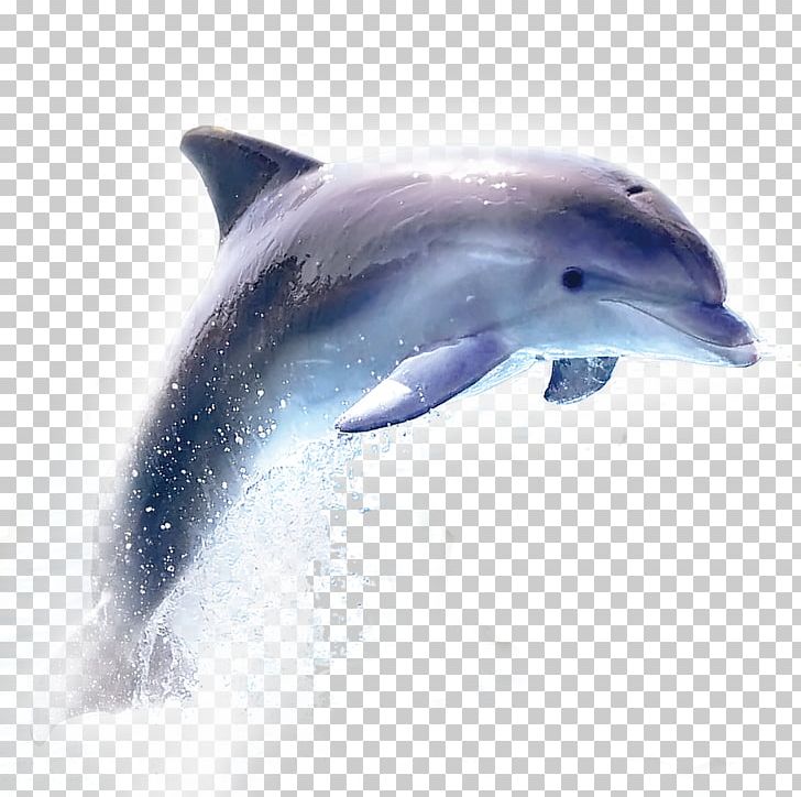 Dolphin Samsung Galaxy A3 (2017) Wireless Speaker PNG, Clipart, Animals, Blue, Fauna, Mammal, Marine Biology Free PNG Download
