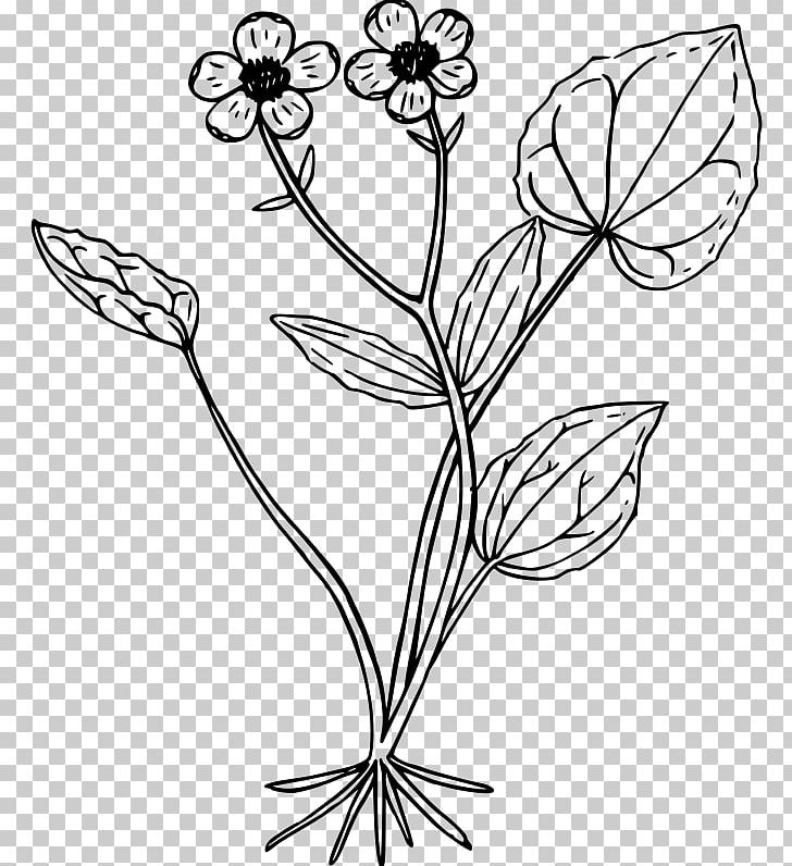 Drawing Ranunculus Glaberrimus PNG, Clipart, Black And White, Branch, Buttercup, Computer Icons, Cut Flowers Free PNG Download