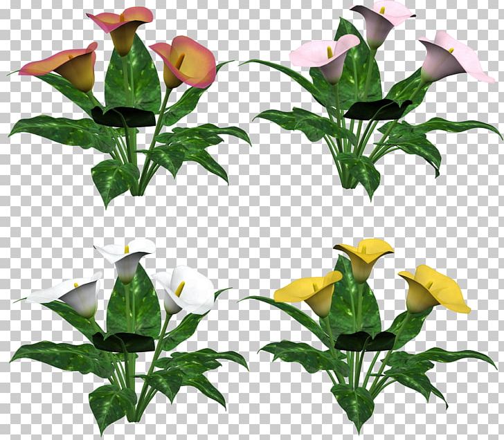 Flower PNG, Clipart, Arumlily, Branch, Callalily, Computer Icons, Encapsulated Postscript Free PNG Download