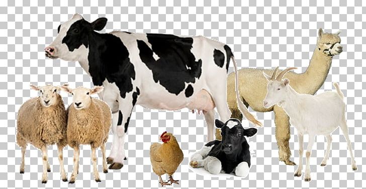 Holstein Friesian Cattle Milk Dairy Farming Livestock PNG, Clipart, Animals, Animaux, Beef, Cattle, Cattle Like Mammal Free PNG Download