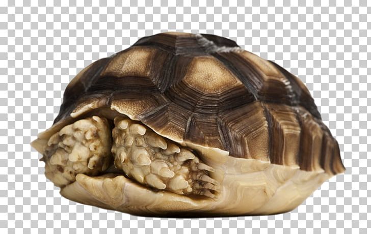 Turtle African Spurred Tortoise PNG, Clipart, Animal, Animals, Box Turtle, Christmas Decoration, Coward Free PNG Download