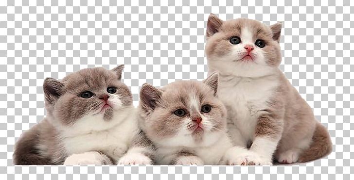 Cat Kitten Orijen PNG, Clipart, 2016, American Wirehair, Animal, Animals, Asian Free PNG Download