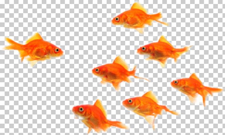 Fish Photography PNG, Clipart, Animals, Aquarium, Bony Fish, Download, Ewa Free PNG Download