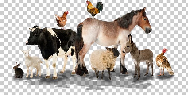 Farm Sheep Livestock Animal Nutsdier PNG, Clipart, Agriculture, Animal, Animals, Animal Transporter, Farm Free PNG Download