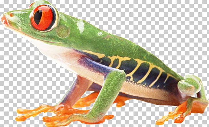 Frog PNG, Clipart, Frog Free PNG Download