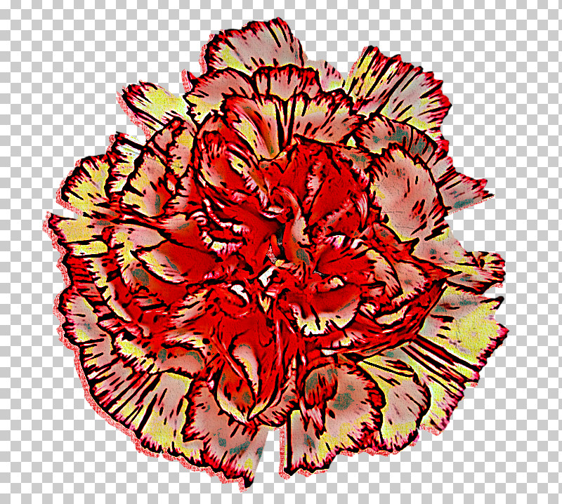 Carnation Cut Flowers Flower Red Plant PNG, Clipart, Begonia, Carnation, Cut Flowers, Dianthus, Flower Free PNG Download