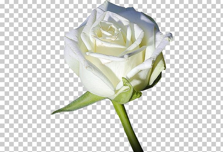 Garden Roses Flower Light White PNG, Clipart, Beyaz, Beyaz Guller, Black, Blue, Bud Free PNG Download
